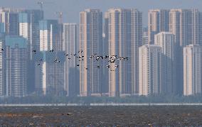 CHINA-FUJIAN-MIGRATORY BIRDS (CN)