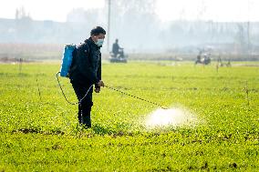 A Farmer Sprays Pesticide on Wheat in Anyang