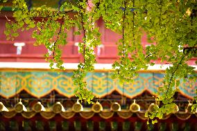 Forbidden City Scenery in Beijing