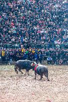 A Bullfight in Congjiang