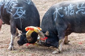 A Bullfight in Congjiang