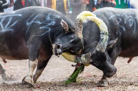 A Bullfight in Congjiang