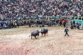 A Bullfight in Congjiang