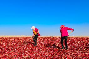 Farmers Drying Chili Peppers in Jiuquan