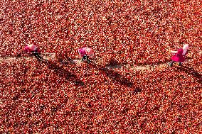 Farmers Drying Chili Peppers in Jiuquan