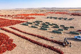 Farmers Drying Chili Peppers in Jiuquan