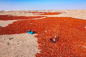 Farmers Drying Chili Peppers in Jiuquan