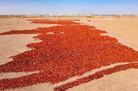 Farmers Drying Chili Peppers in Jiuquan