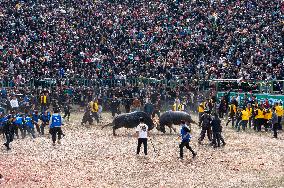 A Bullfight in Congjiang