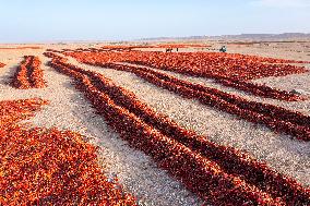 Farmers Drying Chili Peppers in Jiuquan