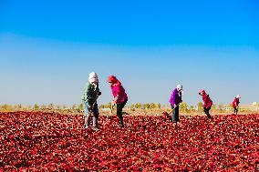 Farmers Drying Chili Peppers in Jiuquan
