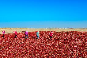 Farmers Drying Chili Peppers in Jiuquan