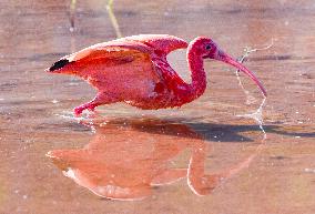 Scarlet Ibis in A Wetland in Nanning