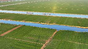 Wheat Planting Base in Lianyungang