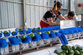 Xinhua Headlines: Foreign specialty crops thrive amid China's economic vitality