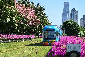 A Tram Passes Through Flowers Sea
