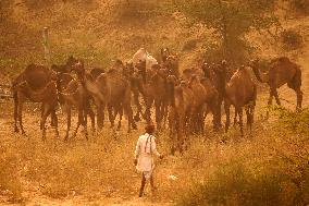 Pushkar Camel Fair - Rajasthan