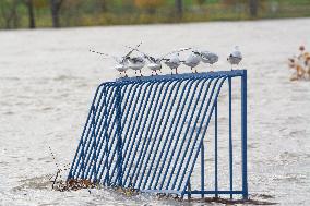 Flood Season Along The Rhine River