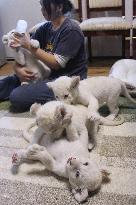 White lion quadruplets