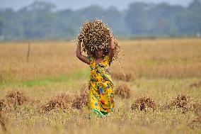 Rice Harvesting In Assam