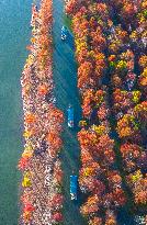 Colorful Metasequoia Trees in Xuancheng
