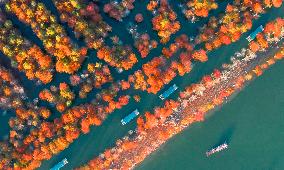 Colorful Metasequoia Trees in Xuancheng