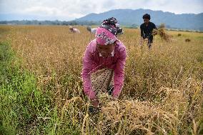 Rice Harvesting In Assam