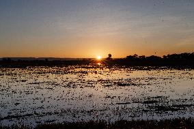 Sun Rises Over Flooded California Rice Fields.