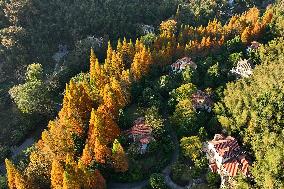 CHINA-JIANGXI-NANCHANG-FOREST-SCENERY (CN)