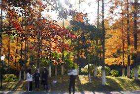 CHINA-JIANGXI-NANCHANG-FOREST-SCENERY (CN)