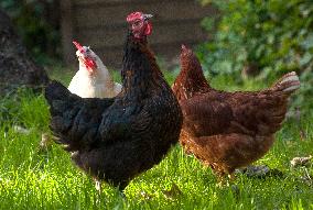 Paris Health Authorities Warns Over Eggs From Domestic Chickens - Paris