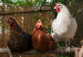 Paris Health Authorities Warns Over Eggs From Domestic Chickens - Paris