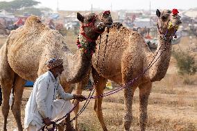 Pushkar Camel Fair - Rajasthan