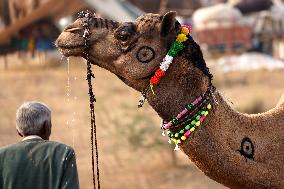 Pushkar Camel Fair - Rajasthan