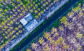 Malang Lake Forest Farm Colorful Poplars in Suqian