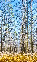 Malang Lake Forest Farm Colorful Poplars in Suqian