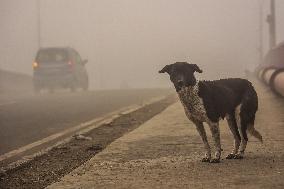 Dense Fog In Kashmir