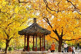 People View Red Leaves at Ditan Park in Beijing