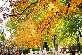 People View Red Leaves at Ditan Park in Beijing