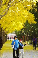 People View Red Leaves at Ditan Park in Beijing