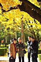 People View Red Leaves at Ditan Park in Beijing