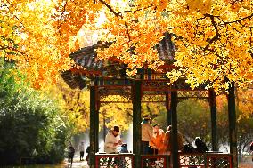 People View Red Leaves at Ditan Park in Beijing