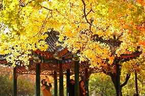 People View Red Leaves at Ditan Park in Beijing