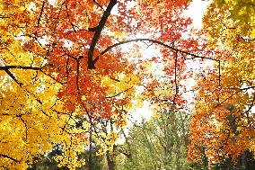 People View Red Leaves at Ditan Park in Beijing