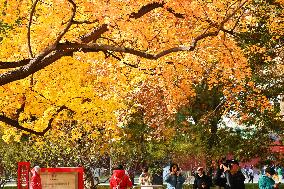 People View Red Leaves at Ditan Park in Beijing