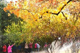 People View Red Leaves at Ditan Park in Beijing