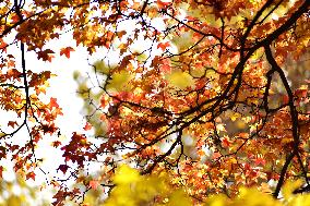 People View Red Leaves at Ditan Park in Beijing