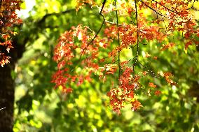 People View Red Leaves at Ditan Park in Beijing