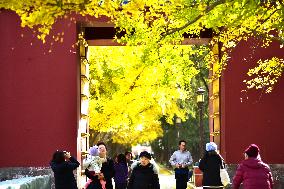 People View Red Leaves at Ditan Park in Beijing