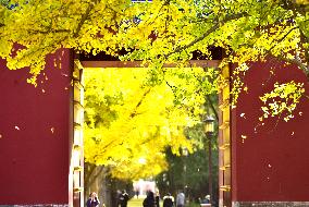 People View Red Leaves at Ditan Park in Beijing